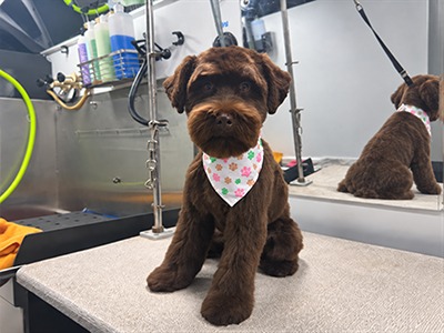 Dog after grooming