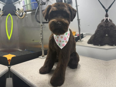 Dog after grooming