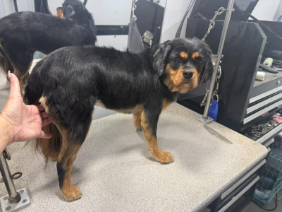 Dog after grooming