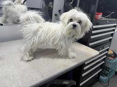 Dog before grooming