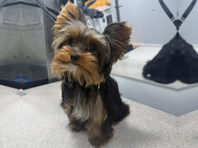 Dog before grooming