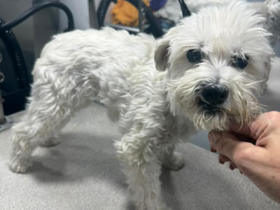 Dog before grooming