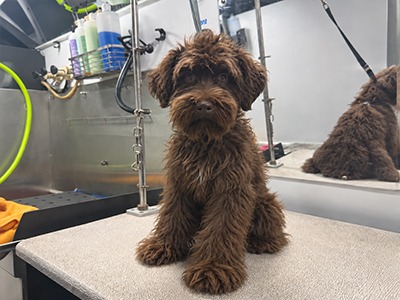 Dog before grooming