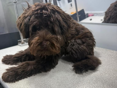 Dog before grooming