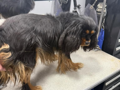 Dog before grooming